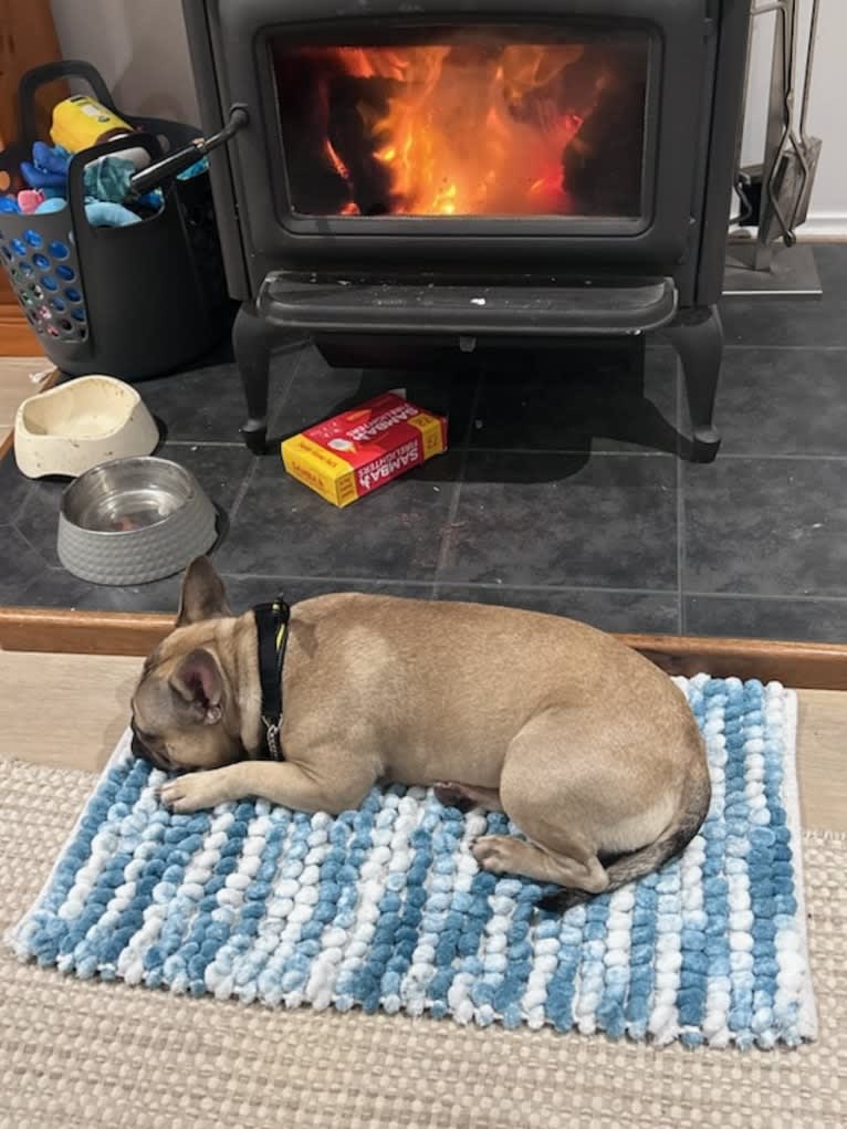 Sirius, a French Bulldog tested with EmbarkVet.com