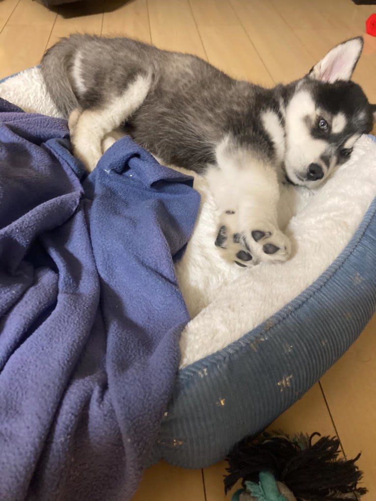 Rocket, a Siberian Husky and Alaskan Malamute mix tested with EmbarkVet.com