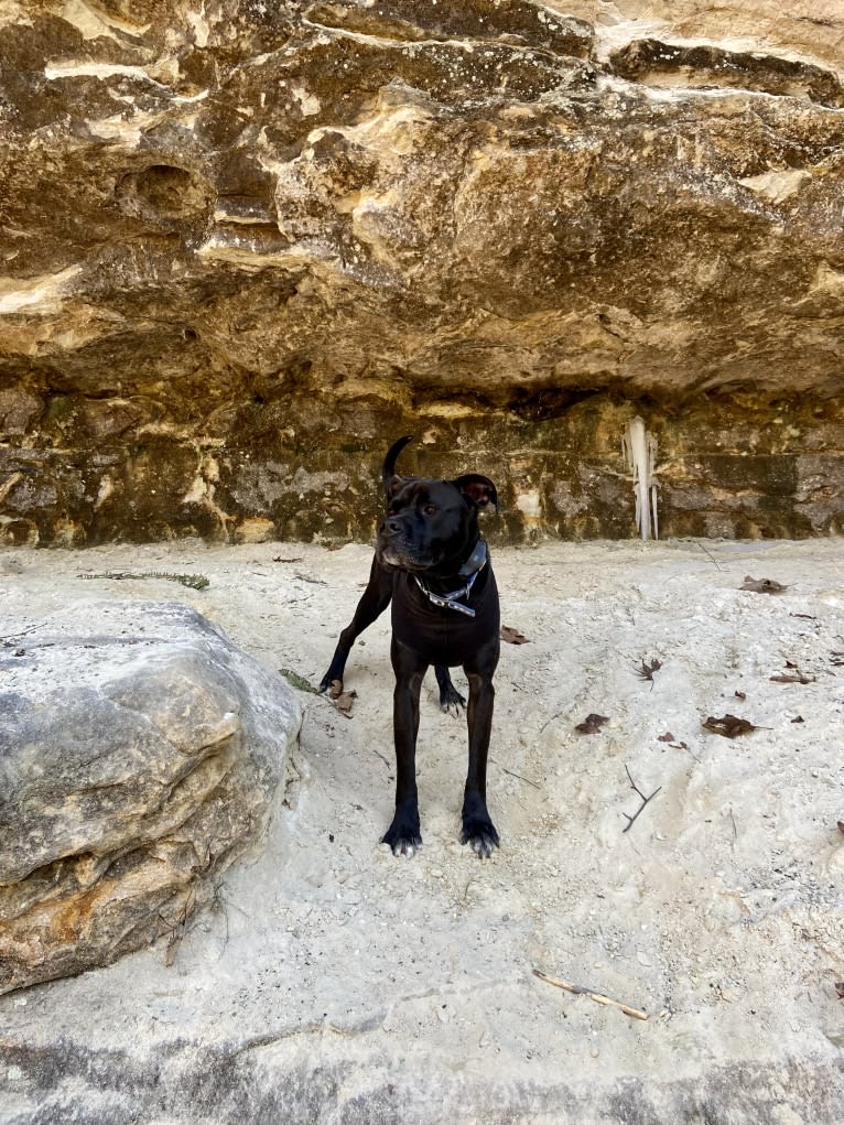 Zhala, a Cane Corso and American Pit Bull Terrier mix tested with EmbarkVet.com