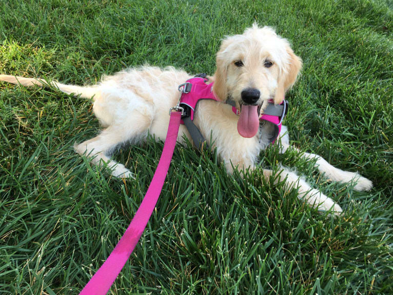 Sandy, a Goldendoodle tested with EmbarkVet.com