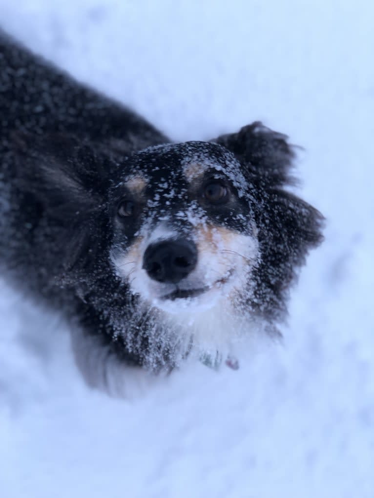 Sophie, a Poodle (Small) and Russell-type Terrier mix tested with EmbarkVet.com