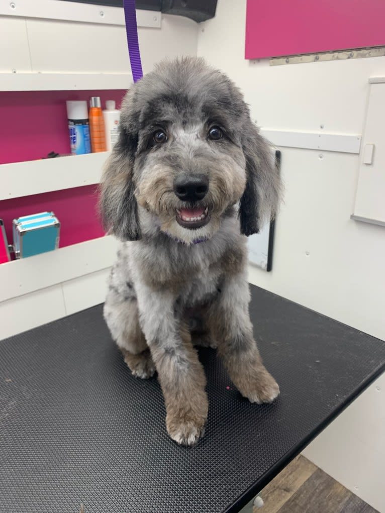 Storm Erickson, a Poodle (Small) and Poodle (Standard) mix tested with EmbarkVet.com