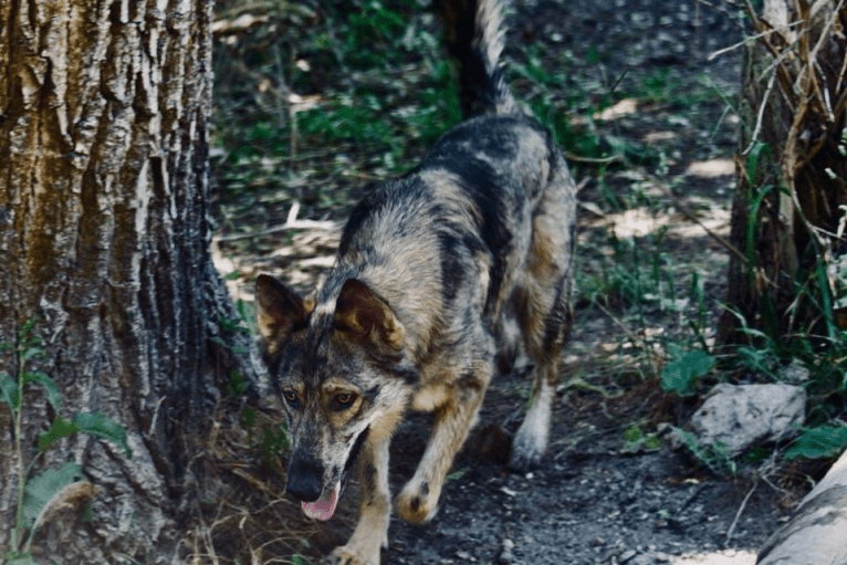 Riley, a German Shepherd Dog and Siberian Husky mix tested with EmbarkVet.com