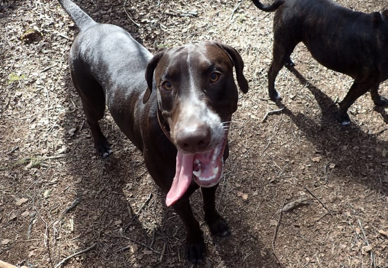 Byker, a Dalmatian and Doberman Pinscher mix tested with EmbarkVet.com