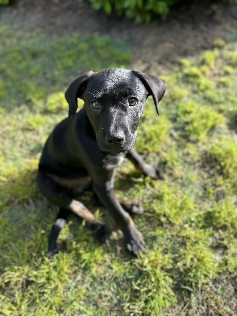 Bamf, an American Pit Bull Terrier and Dachshund mix tested with EmbarkVet.com