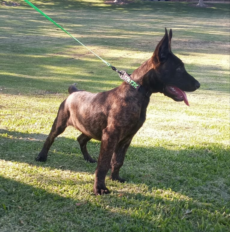 Static, a Dutch Shepherd tested with EmbarkVet.com