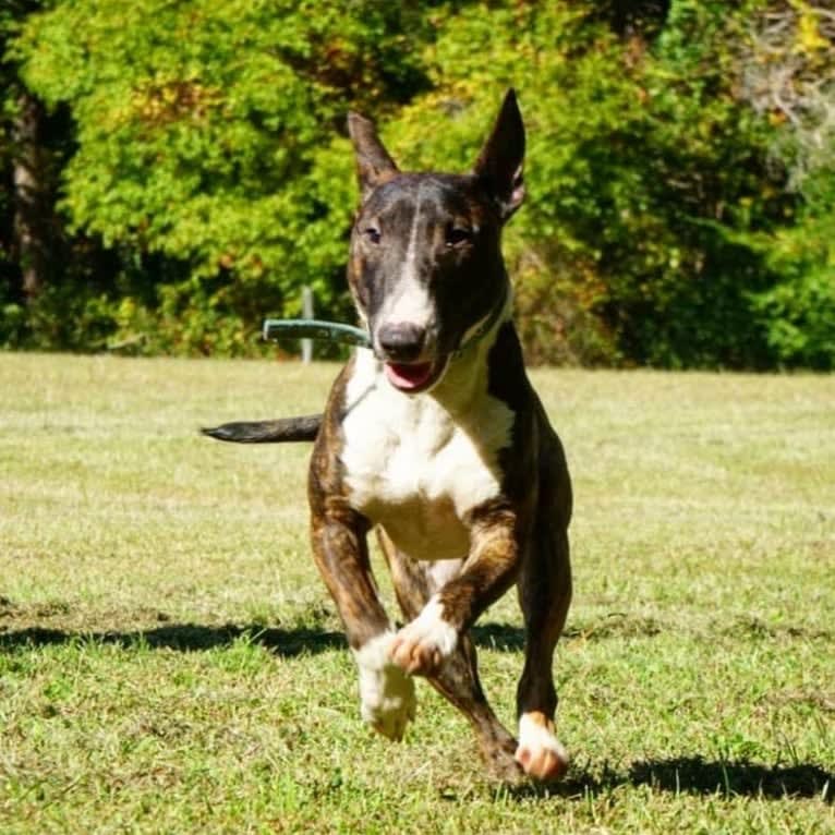 Dippy, a Bull Terrier tested with EmbarkVet.com