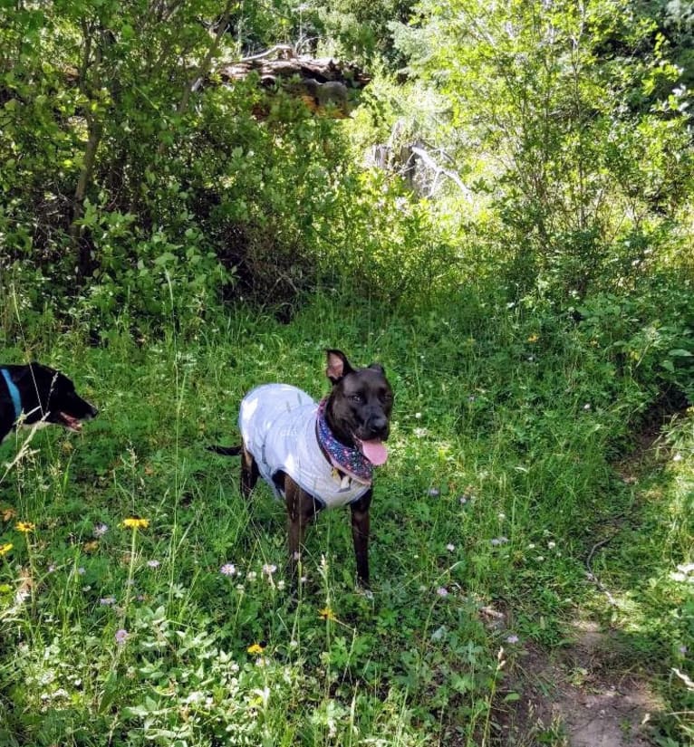 Andromeda, an American Pit Bull Terrier and Boxer mix tested with EmbarkVet.com