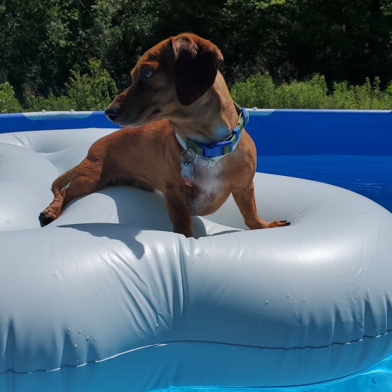 Casey, a Dachshund tested with EmbarkVet.com