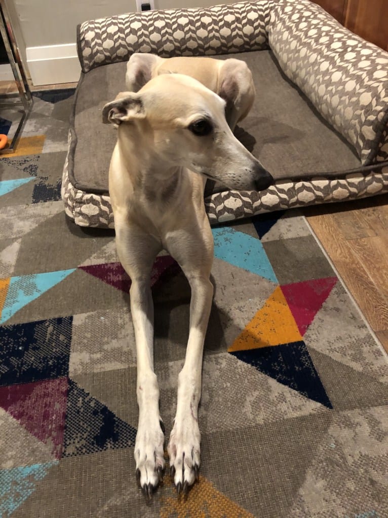 Juliet, a Greyhound tested with EmbarkVet.com