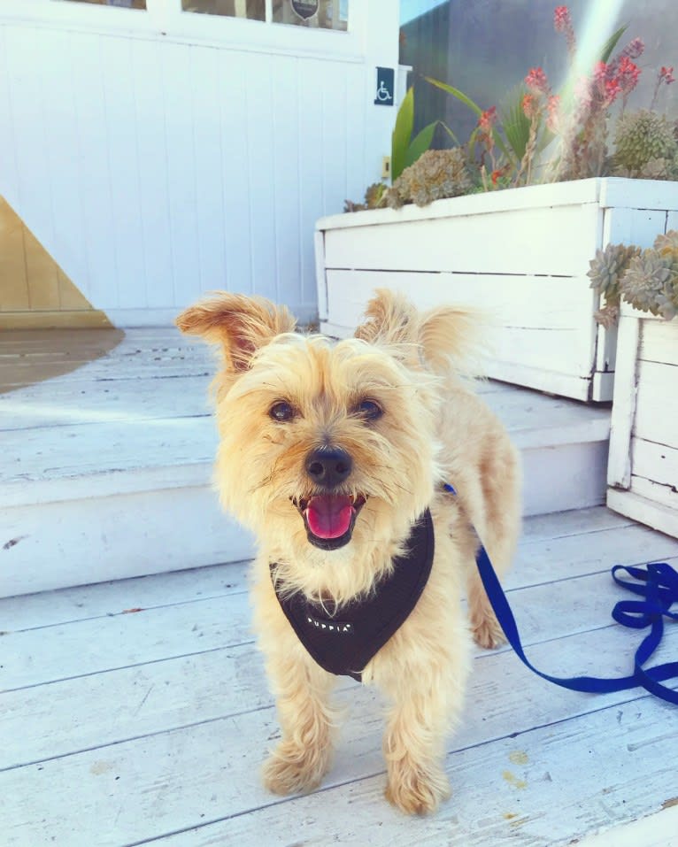 Buster, a Yorkshire Terrier and Coton de Tulear mix tested with EmbarkVet.com