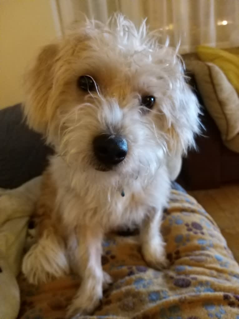 Scruffy Murphy, a Russell-type Terrier and Bichon Frise mix tested with EmbarkVet.com