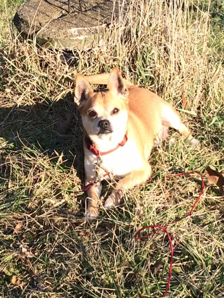 Frankie, a Chihuahua and Miniature Pinscher mix tested with EmbarkVet.com