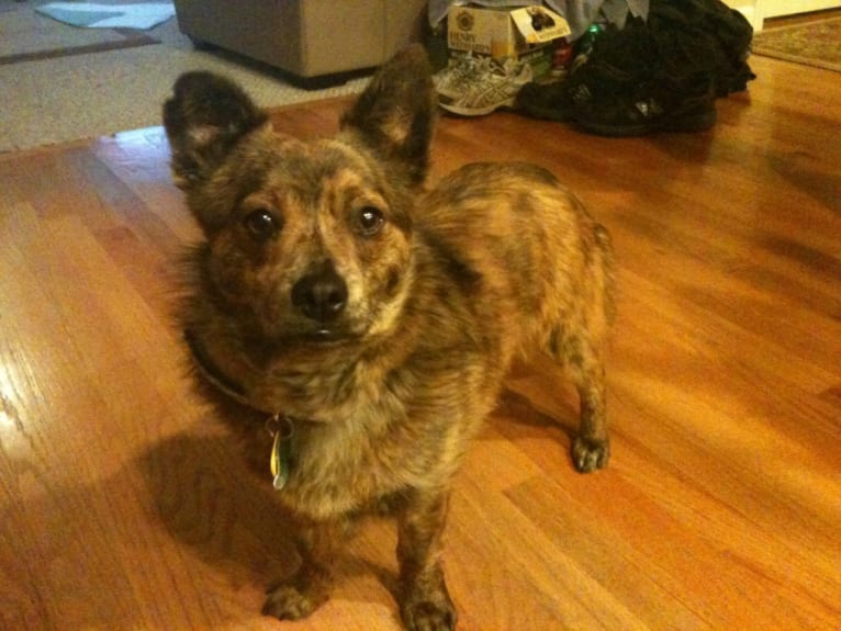 Benson, a Chihuahua and Australian Cattle Dog mix tested with EmbarkVet.com