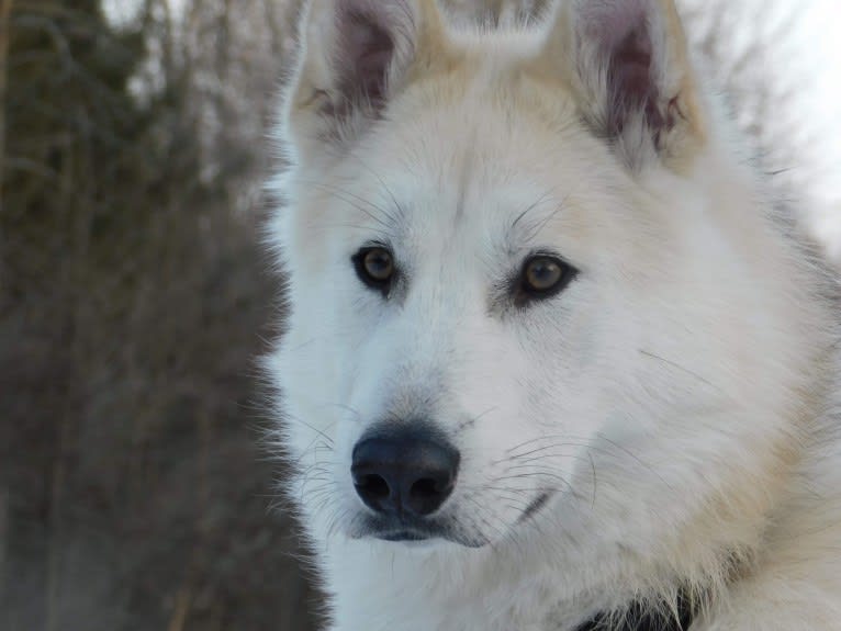 Hunter, an Alaskan Malamute and Greenland Dog mix tested with EmbarkVet.com