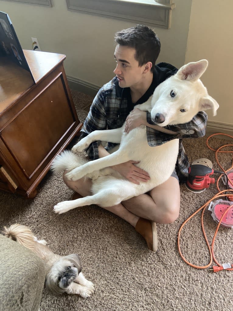Dash, a Gerberian Shepsky (12.7% unresolved) tested with EmbarkVet.com