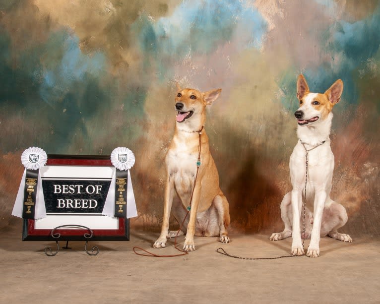 Banbury Cross Mochi, a Carolina Dog tested with EmbarkVet.com