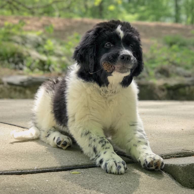 Huey, a Newfoundland tested with EmbarkVet.com