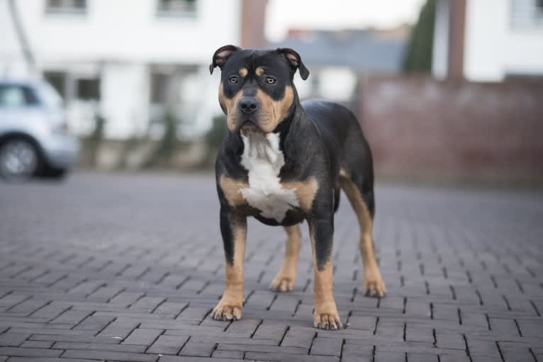 Gioia, an American Bully tested with EmbarkVet.com