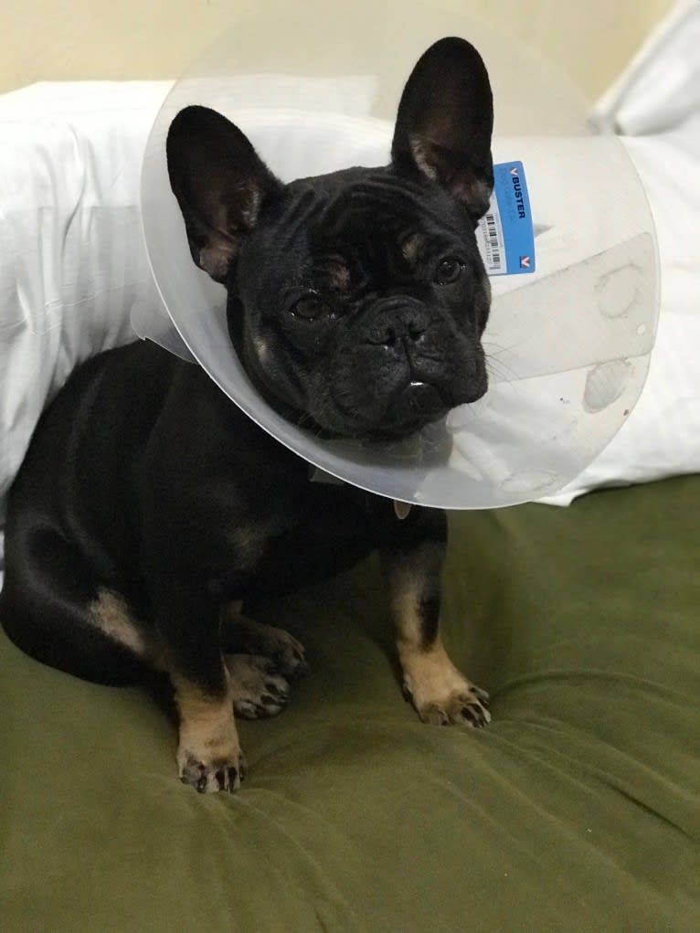 Henny, a French Bulldog tested with EmbarkVet.com