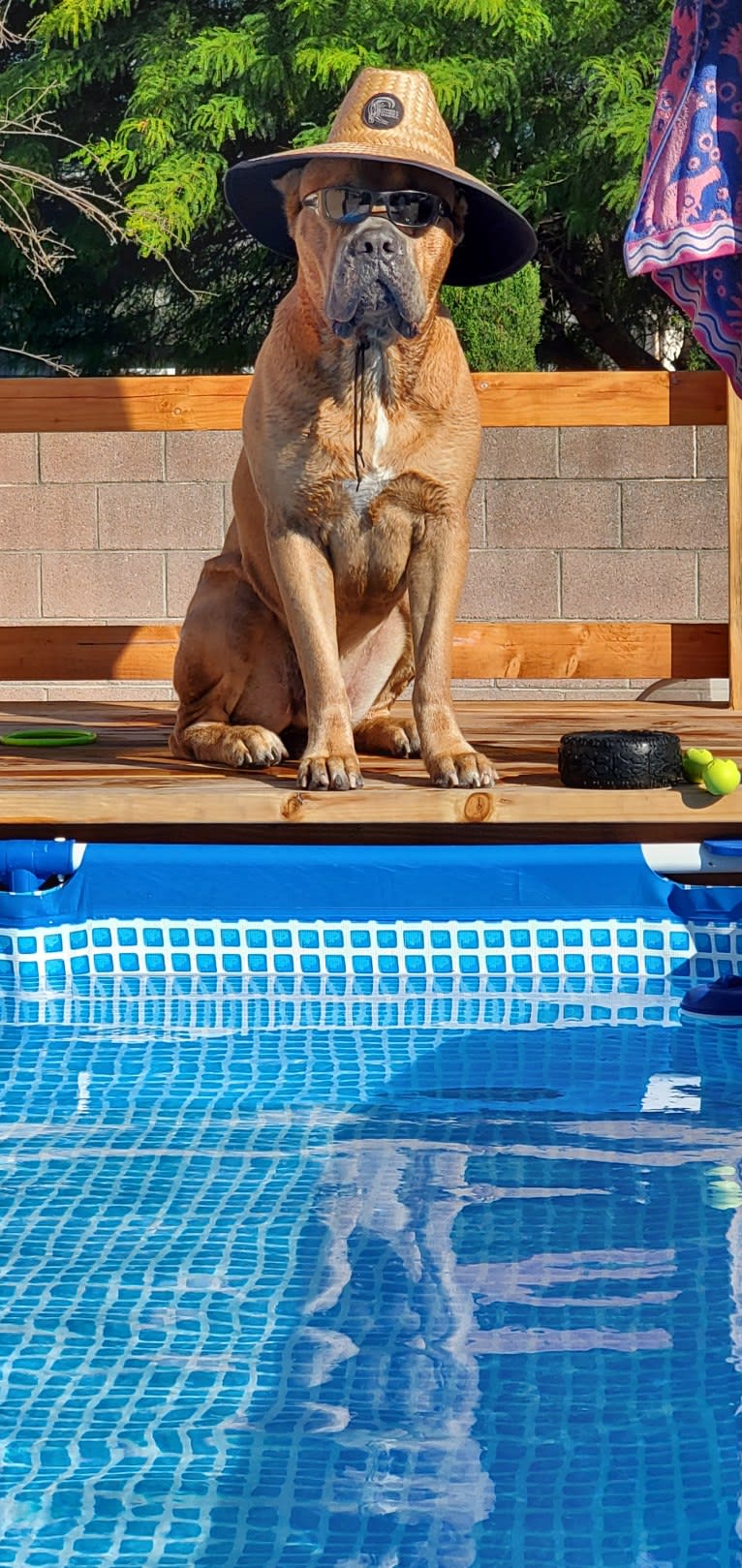 Dredd, a Cane Corso tested with EmbarkVet.com