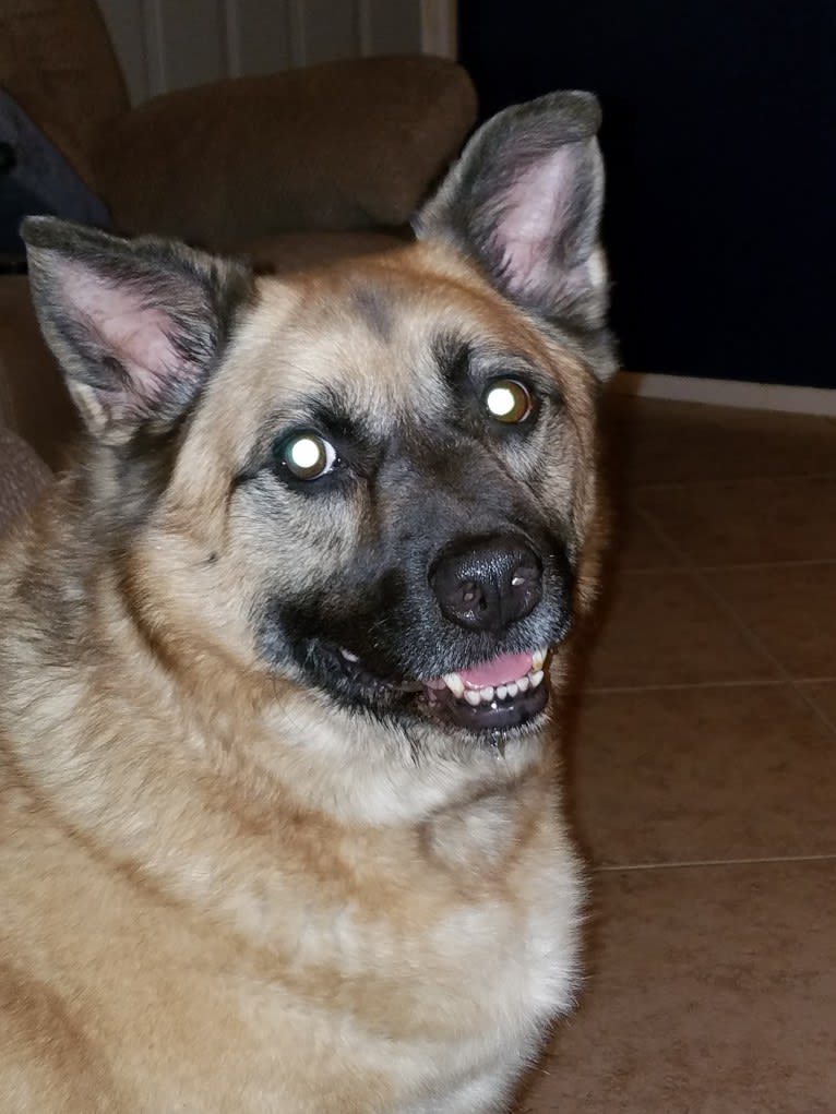 Achilles, an Australian Cattle Dog and American Pit Bull Terrier mix tested with EmbarkVet.com