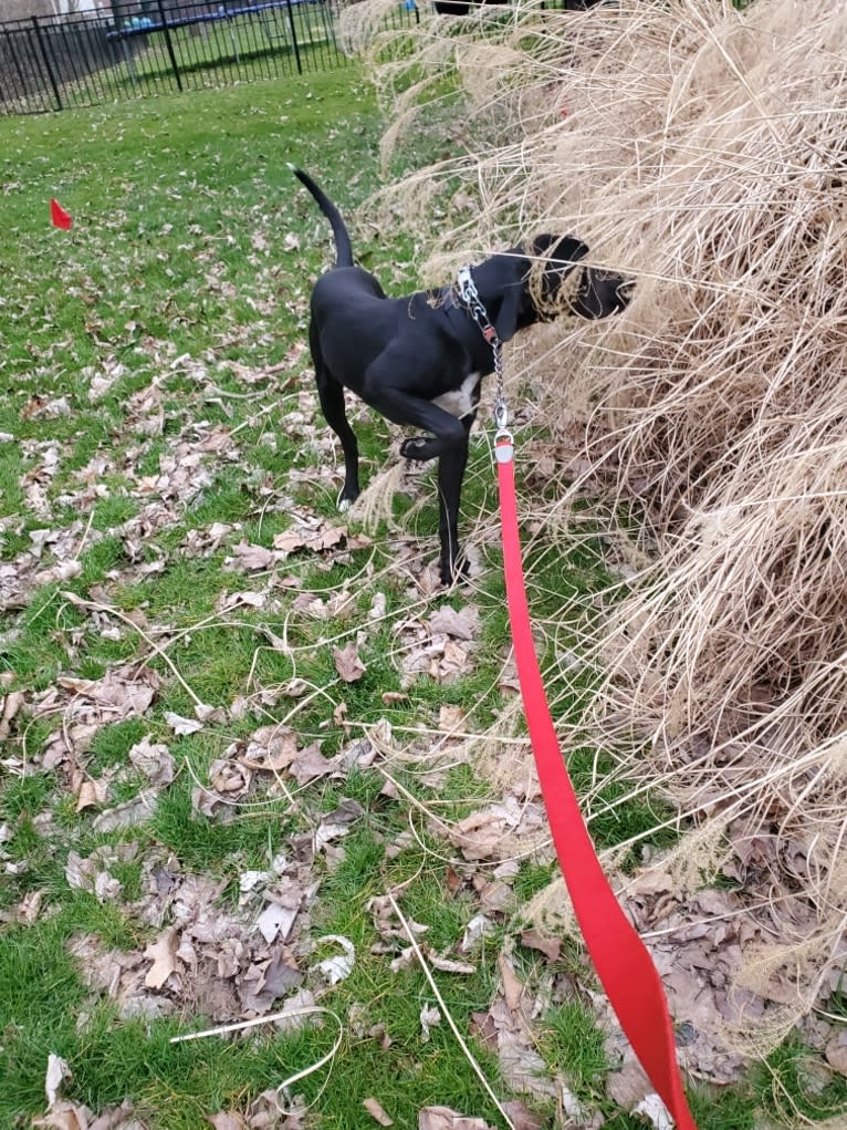 Cole, an American Leopard Hound tested with EmbarkVet.com