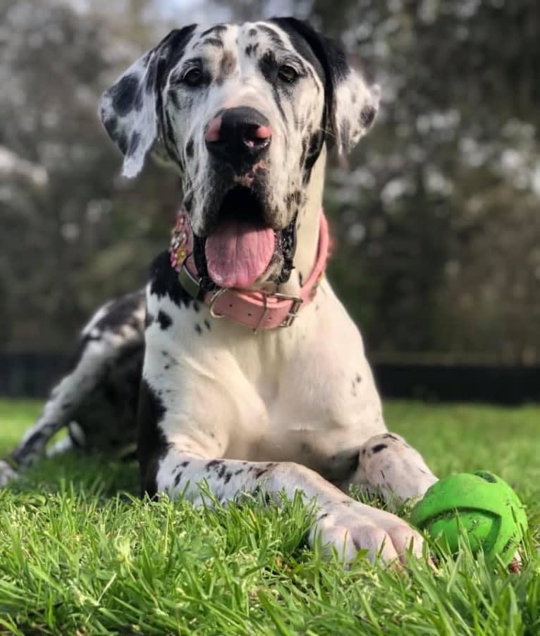 Molly, a Great Dane tested with EmbarkVet.com