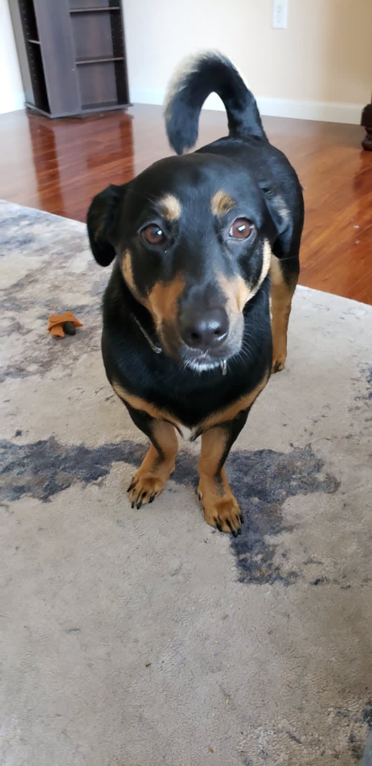 Fenrir, a Chihuahua and Rottweiler mix tested with EmbarkVet.com