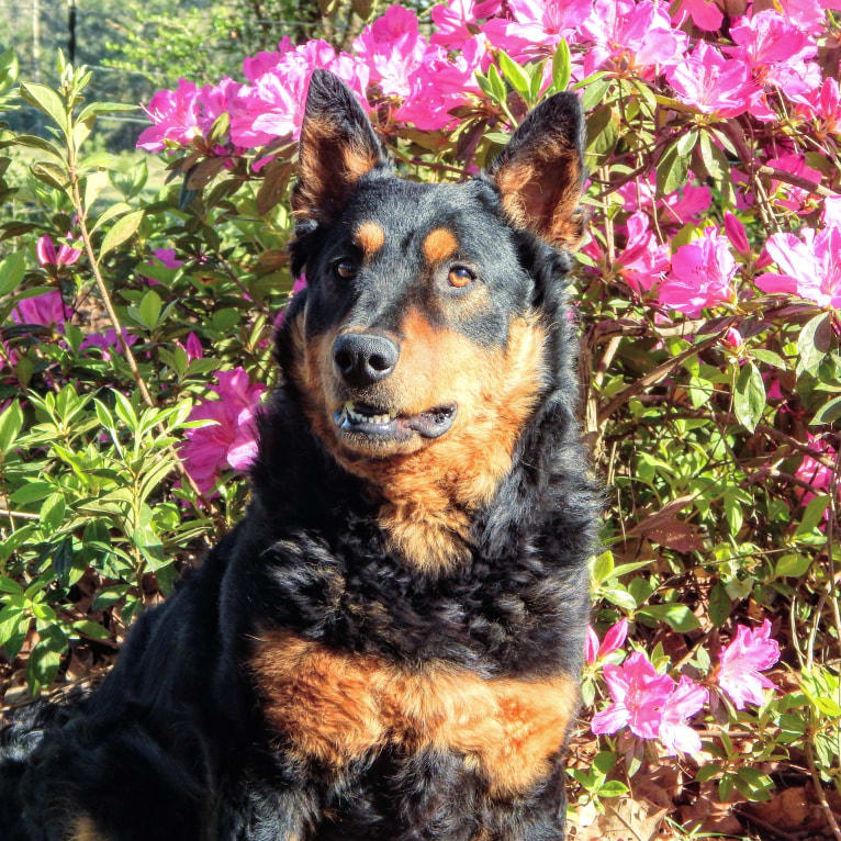 Astharoshe, an Australian Cattle Dog and Chow Chow mix tested with EmbarkVet.com