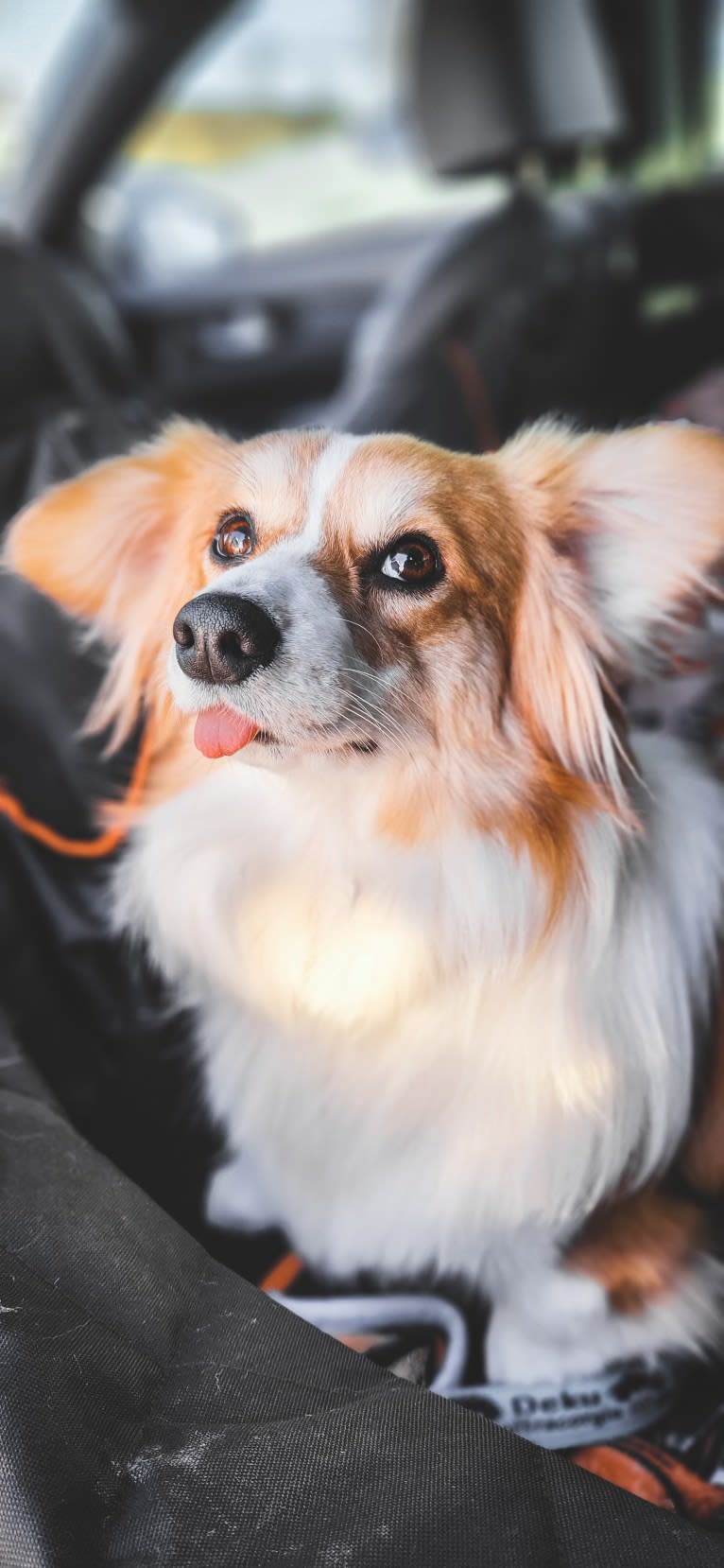 Cheza, a Pembroke Welsh Corgi and Samoyed mix tested with EmbarkVet.com