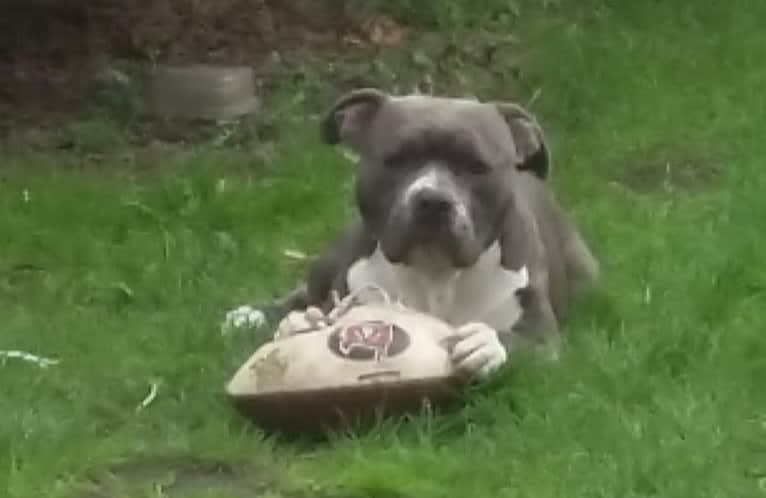 Zeus, an American Bully tested with EmbarkVet.com