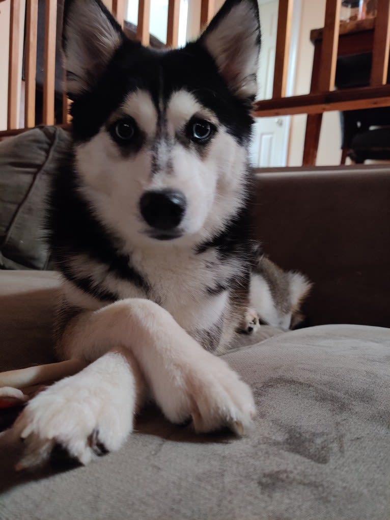 Gena, Gigi, a Pomsky tested with EmbarkVet.com