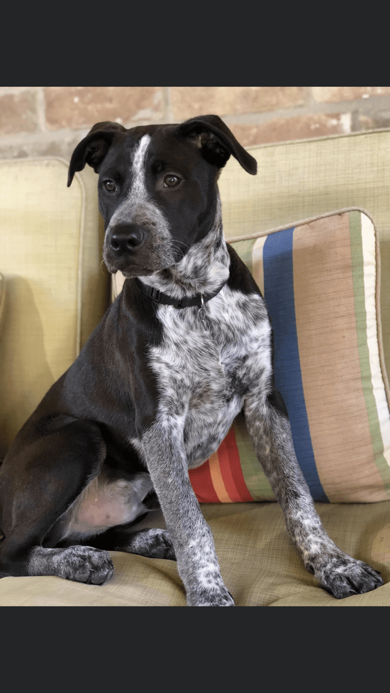 Cuda, an American Pit Bull Terrier and Australian Cattle Dog mix tested with EmbarkVet.com