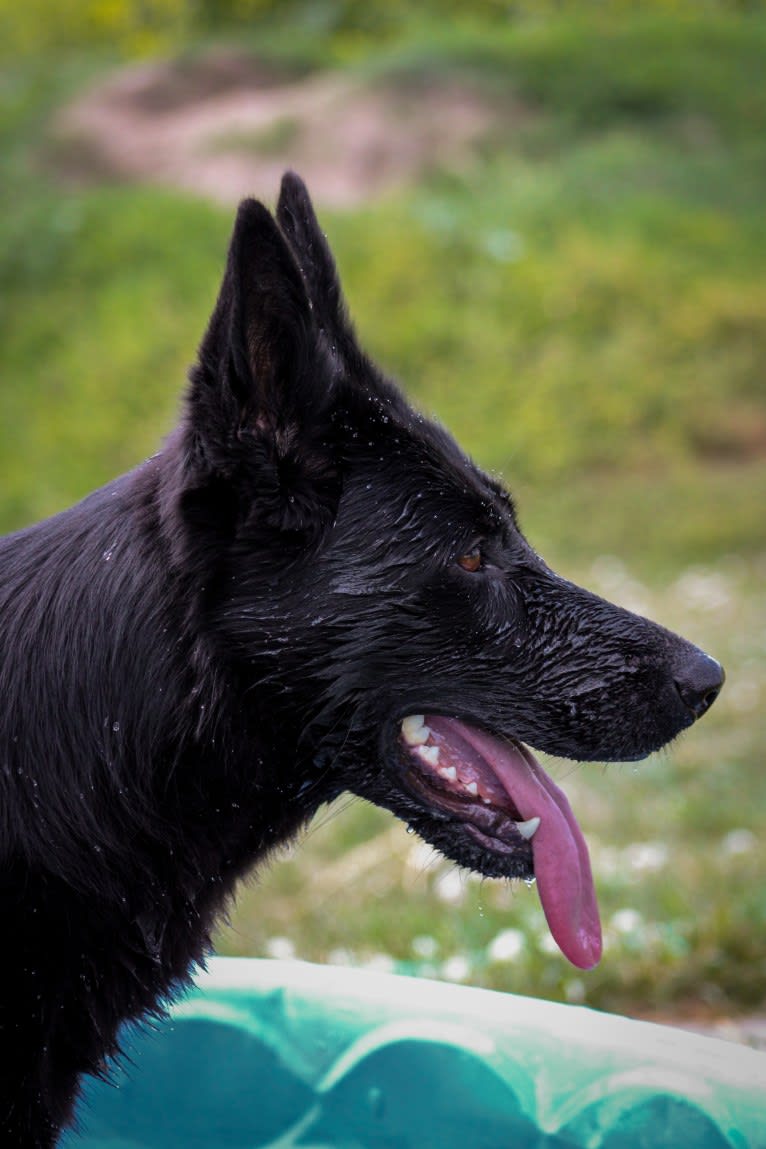 Jetta, a German Shepherd Dog tested with EmbarkVet.com