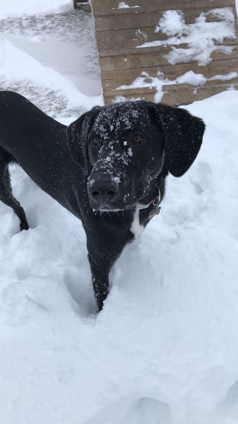 Thor, a Labrador Retriever and Great Pyrenees mix tested with EmbarkVet.com