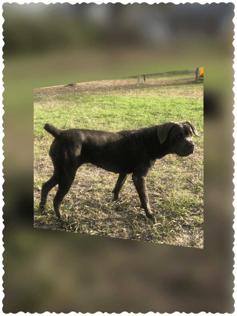 Vesta, a Cane Corso tested with EmbarkVet.com