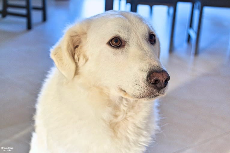 Abigail, an Eastern European Village Dog tested with EmbarkVet.com