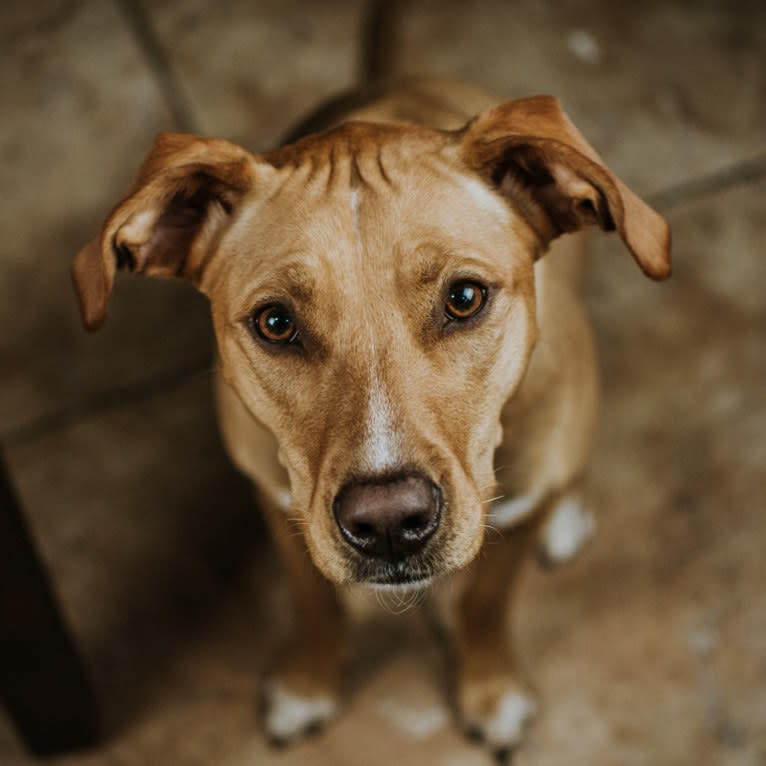 Penny, an American Pit Bull Terrier and Golden Retriever mix tested with EmbarkVet.com