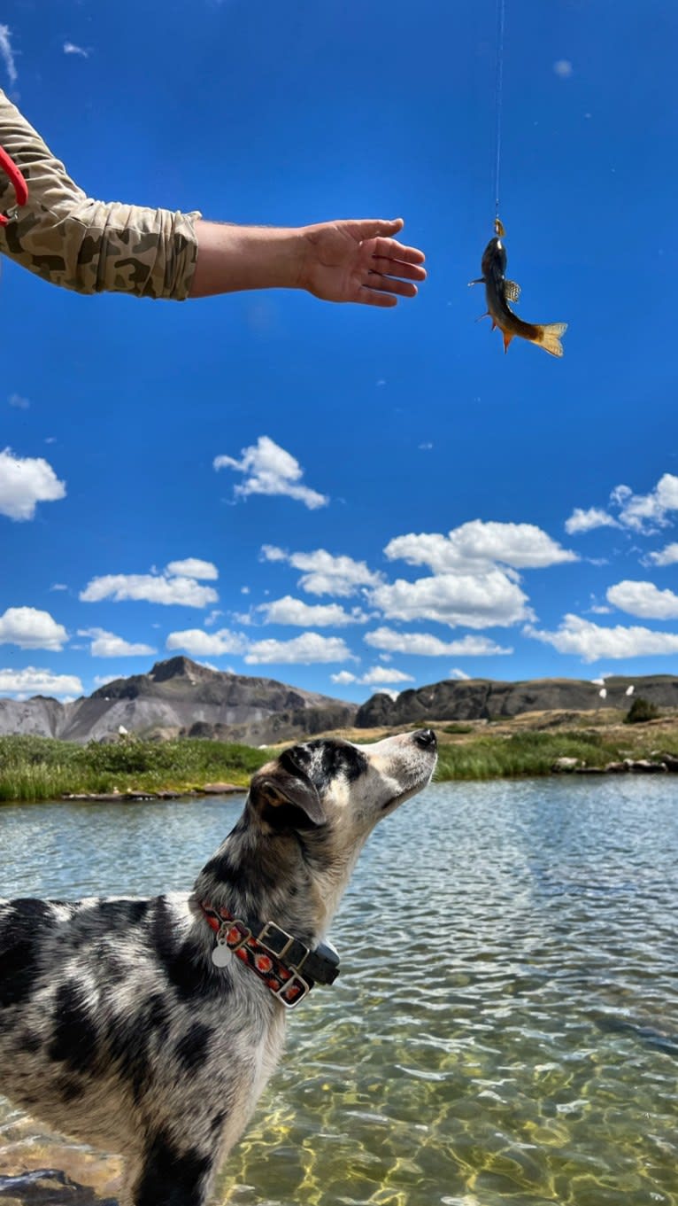IronEye Pancho, a Border Collie and Catahoula Leopard Dog mix tested with EmbarkVet.com