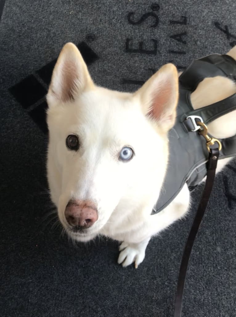 Hattie, a Siberian Husky tested with EmbarkVet.com