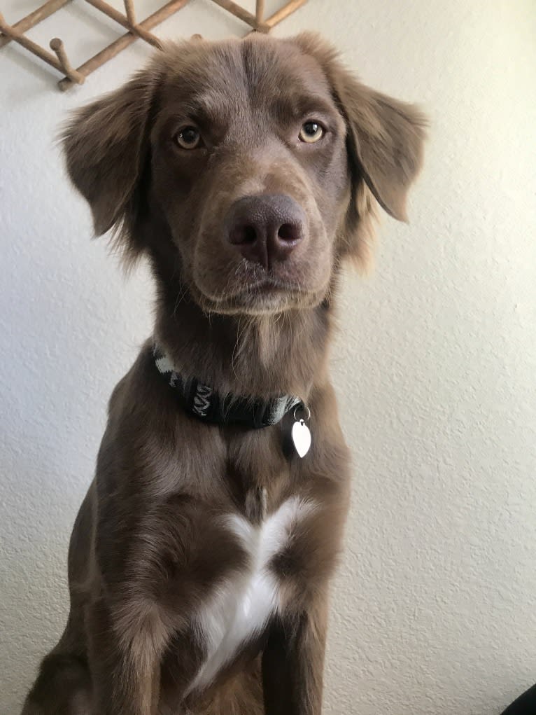 Dakota, a German Shepherd Dog and Labrador Retriever mix tested with EmbarkVet.com