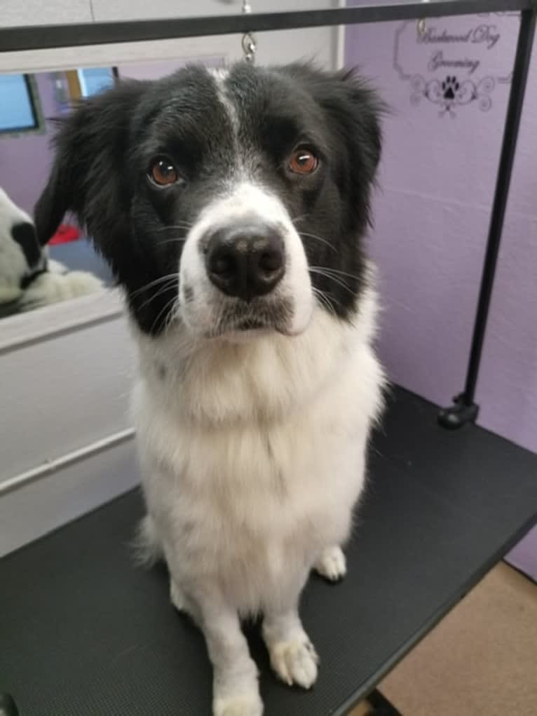 Oliver, a Border Collie and Australian Shepherd mix tested with EmbarkVet.com