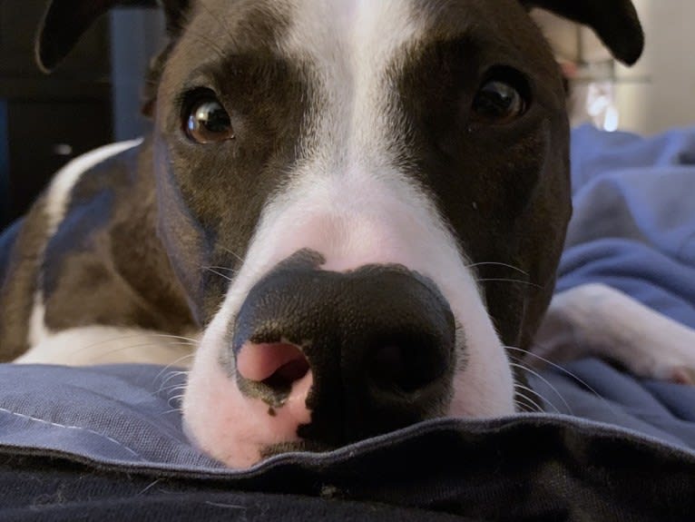 Digby Naruhito, Crown Prince of Galt, an American Pit Bull Terrier and Collie mix tested with EmbarkVet.com