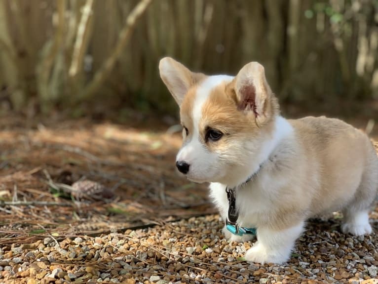 Kudzu (Zuzu), a Pembroke Welsh Corgi tested with EmbarkVet.com