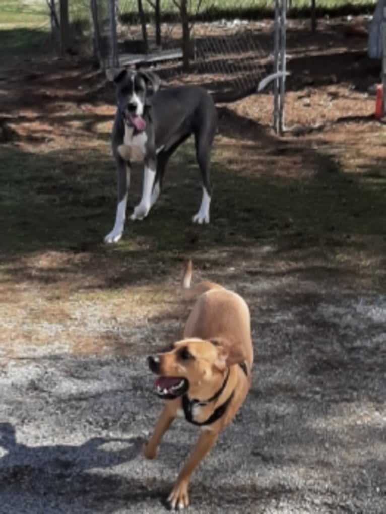 Photo of EvaMarie, a Beagle, American Pit Bull Terrier, Llewellin Setter, Redbone Coonhound, Chow Chow, and Boxer mix in Roanoke, Virginia, USA
