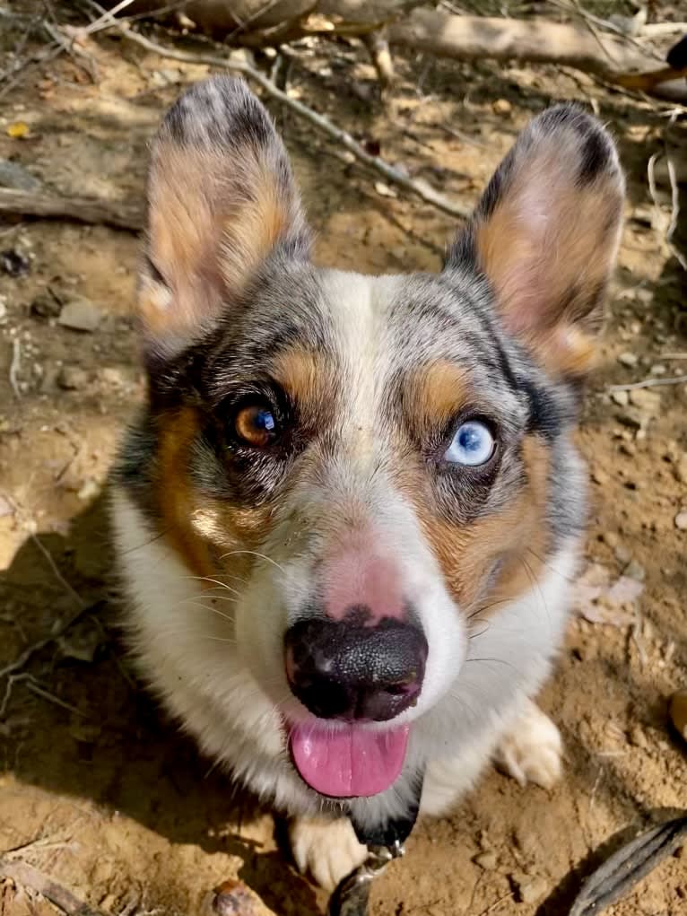 Castiel, a Pembroke Welsh Corgi and Cardigan Welsh Corgi mix tested with EmbarkVet.com