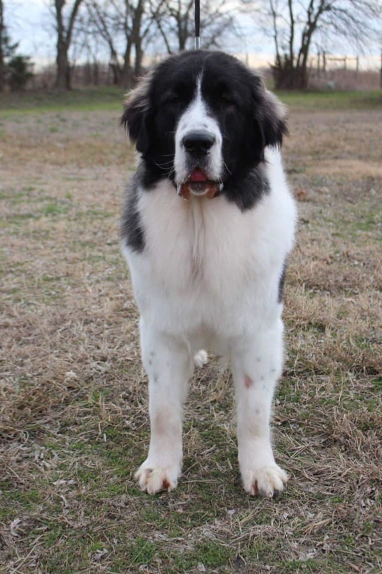 Elara, a Pyrenean Mastiff tested with EmbarkVet.com