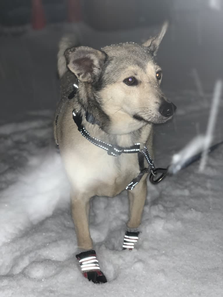 Wolf, a Miniature Pinscher and American Eskimo Dog mix tested with EmbarkVet.com