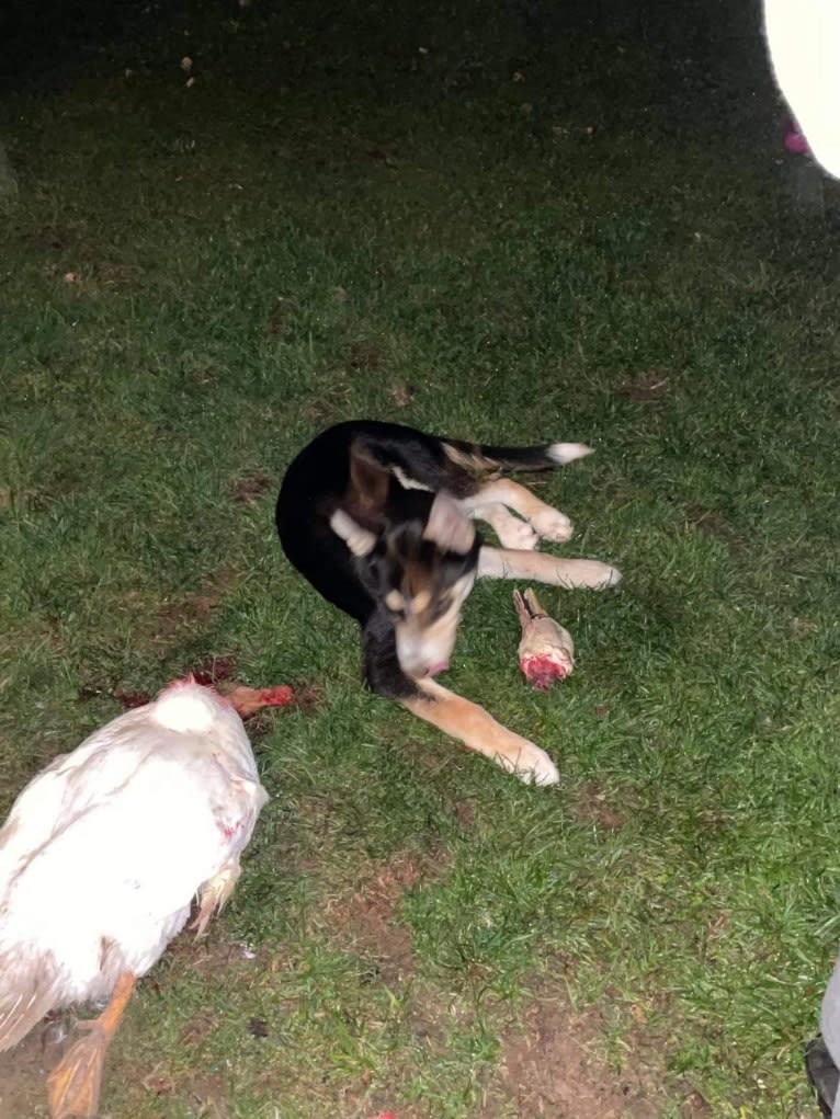 Photo of Sköll, a Siberian Husky, German Shepherd Dog, and Australian Shepherd mix in Brockport, NY, USA